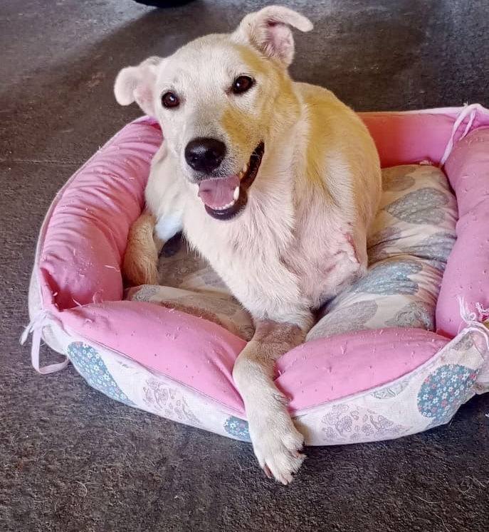 Cão de pelagem clara em uma caminha rosa